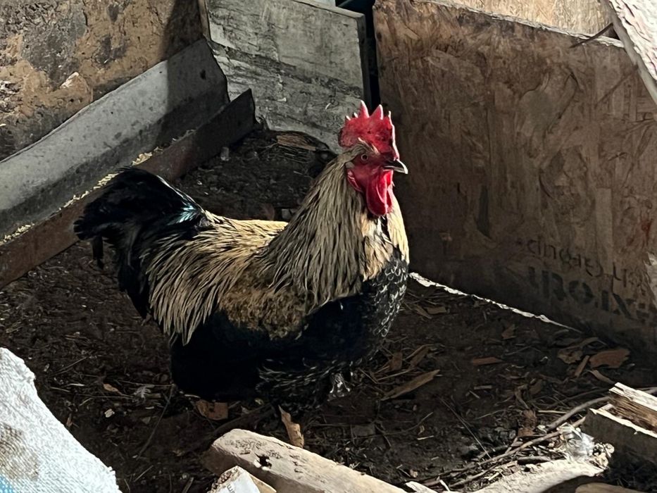 Продаю домашних петухов.