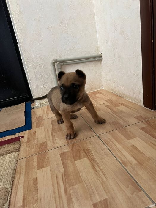 Кушік суйкімді кішкентай.