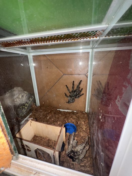 Продам паука-птицеед