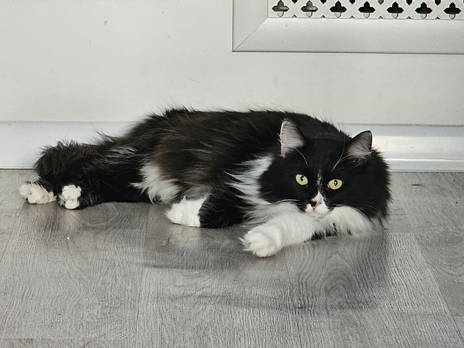 Кот в хорошие и добрые руки