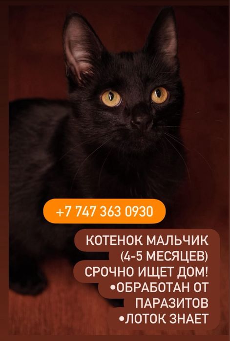Котята  срочно ищут дом!