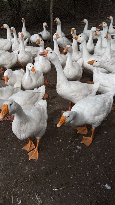 Продам гусей линда