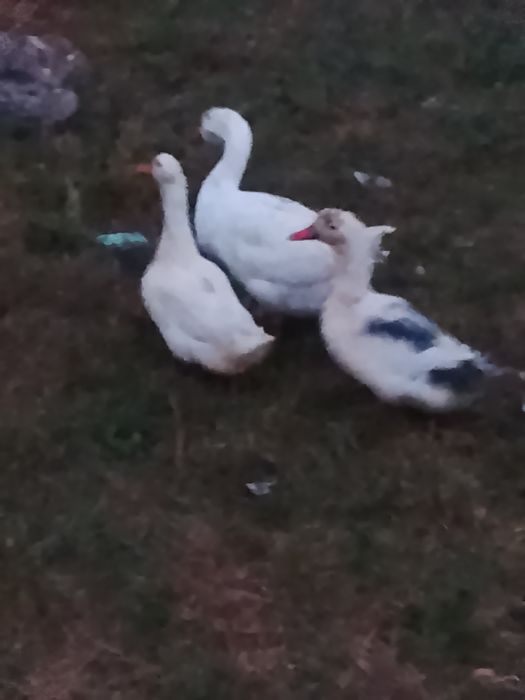 Vând sau schimb gâscan și o pereche de rațe