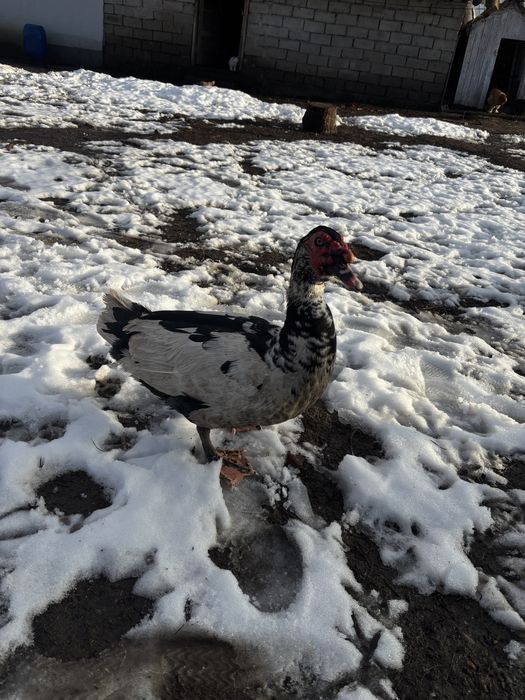 Vand doi ratoi lesesti