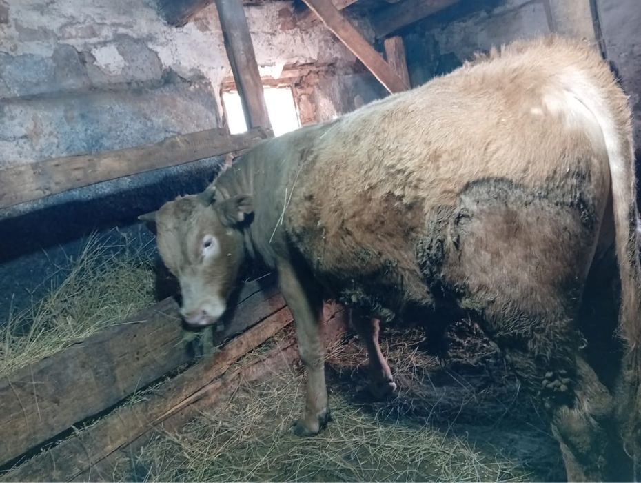 Продам бычки через вес