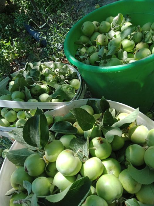 Большой дачный участок