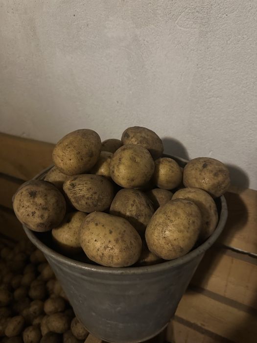 Картофель домашний