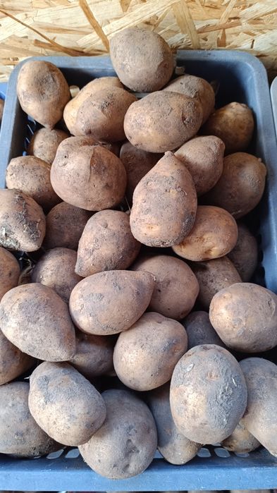Продам жёлтый картофель. Сорт " ГАЛЛА"