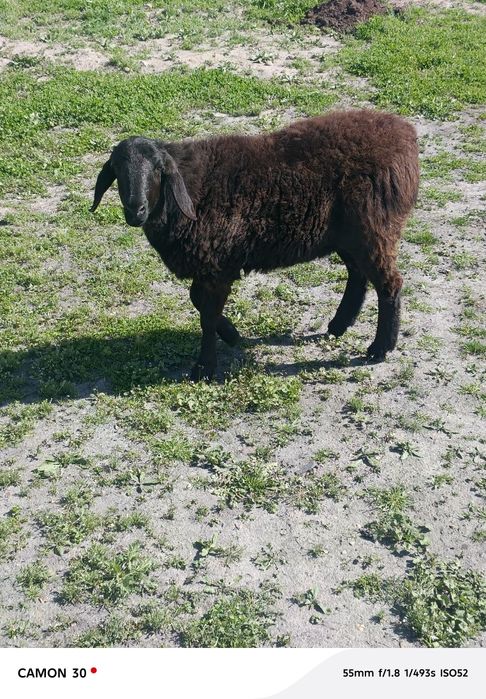 кузи ургочи 8 ойлик сотилади