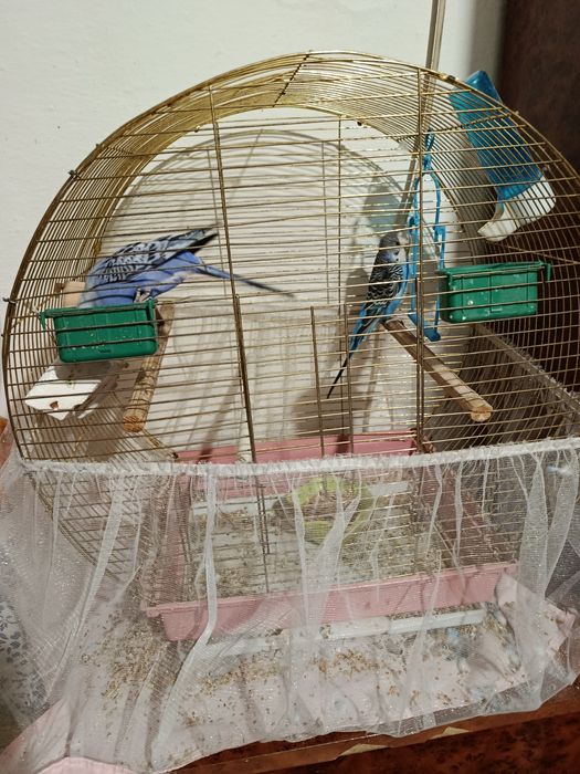 Попугайчики,Самец,самка +Клетка