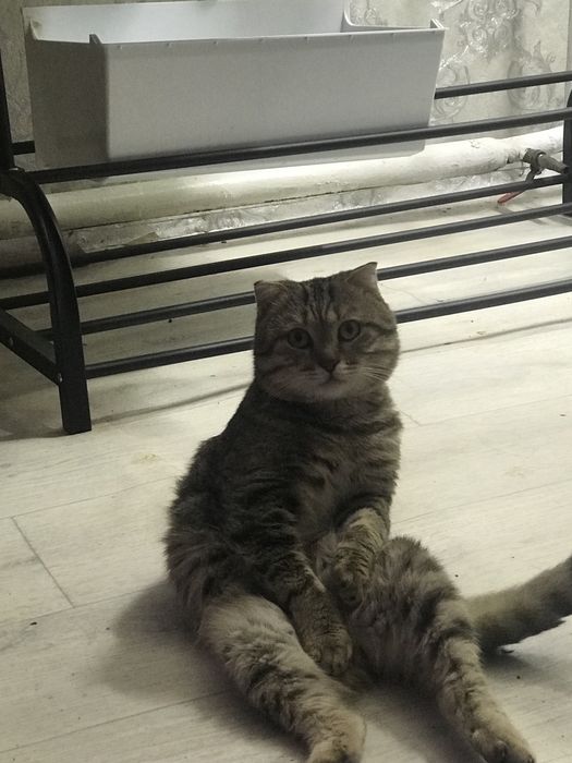 Отдам шотладскую кошку
