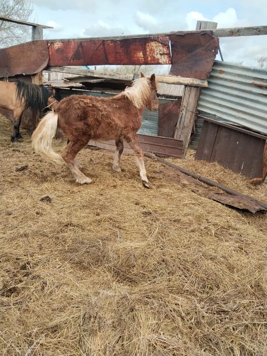 Продам тай с откорма