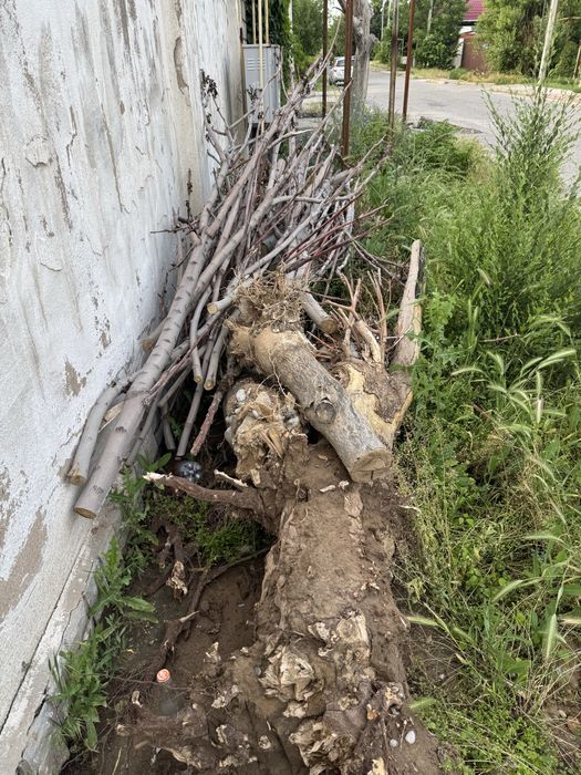 Дрова бумага бесплатно