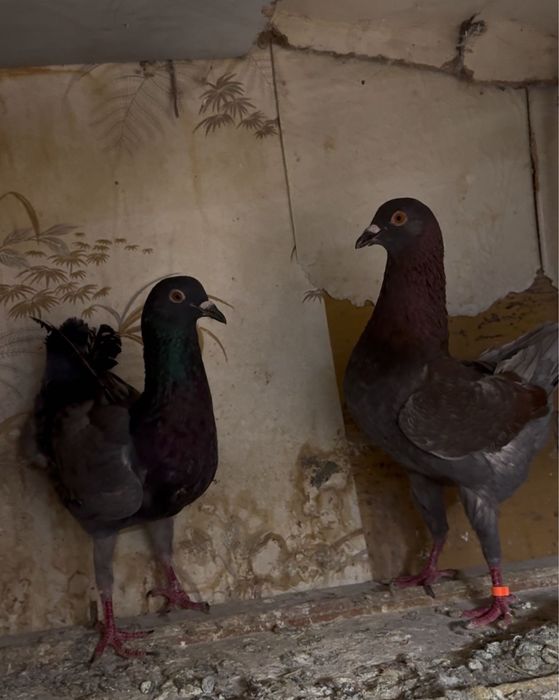 Мальтийская курочка голуби!