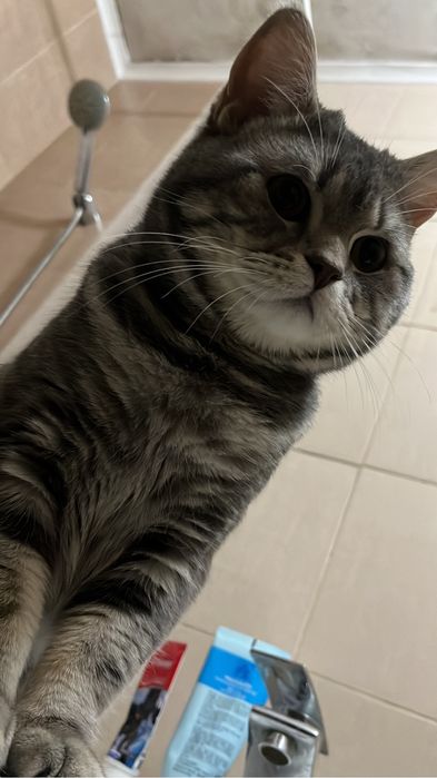 Вязка мраморный кот