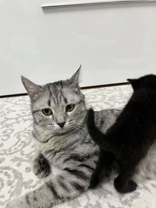 Кошка с котятами