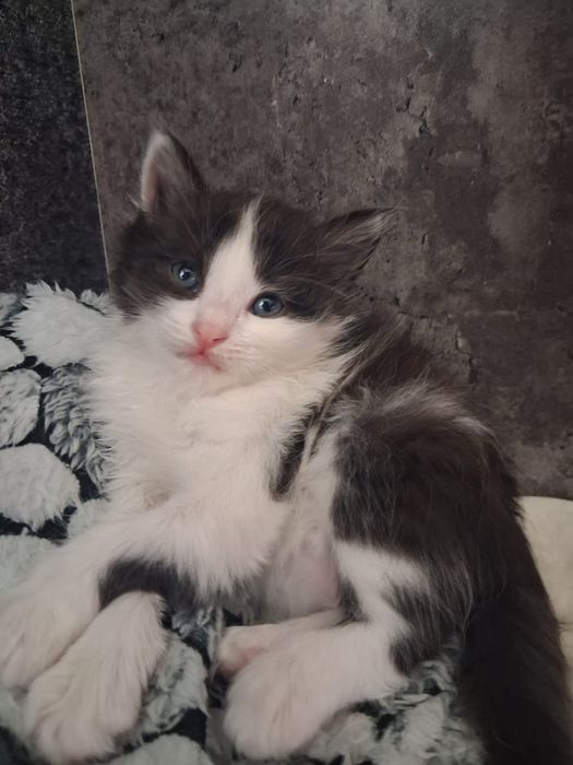 Маленькие красивые котята