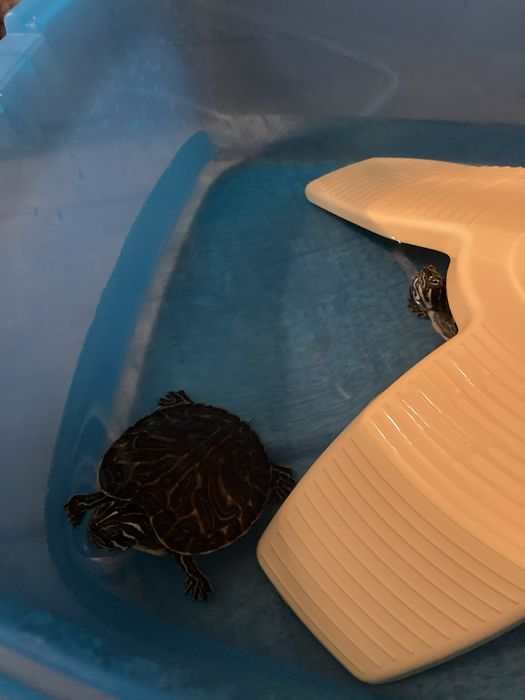 Adoptie broscute testoase