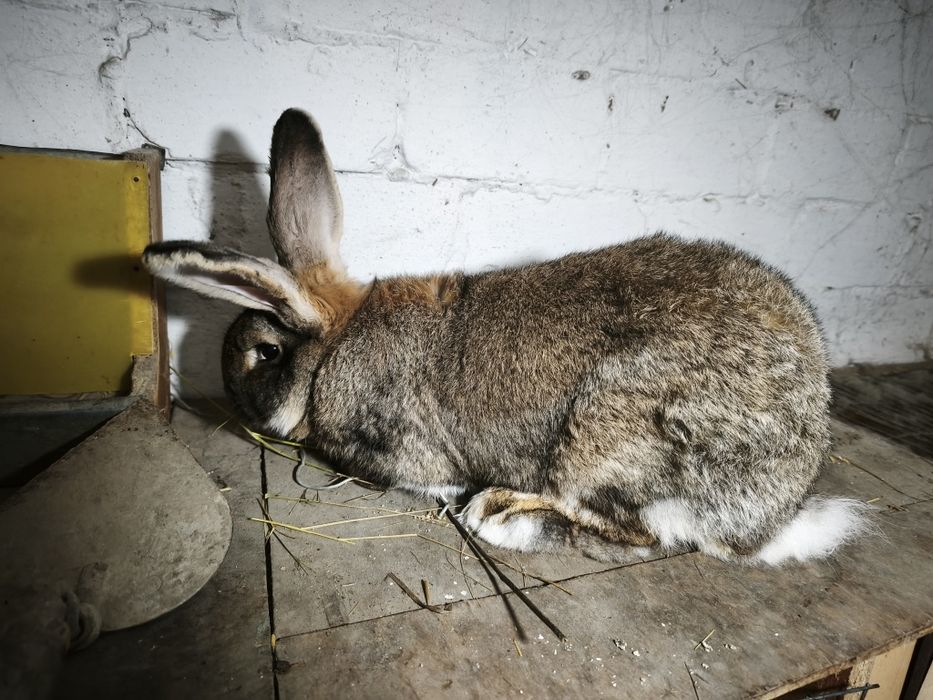 Продам кроликов.