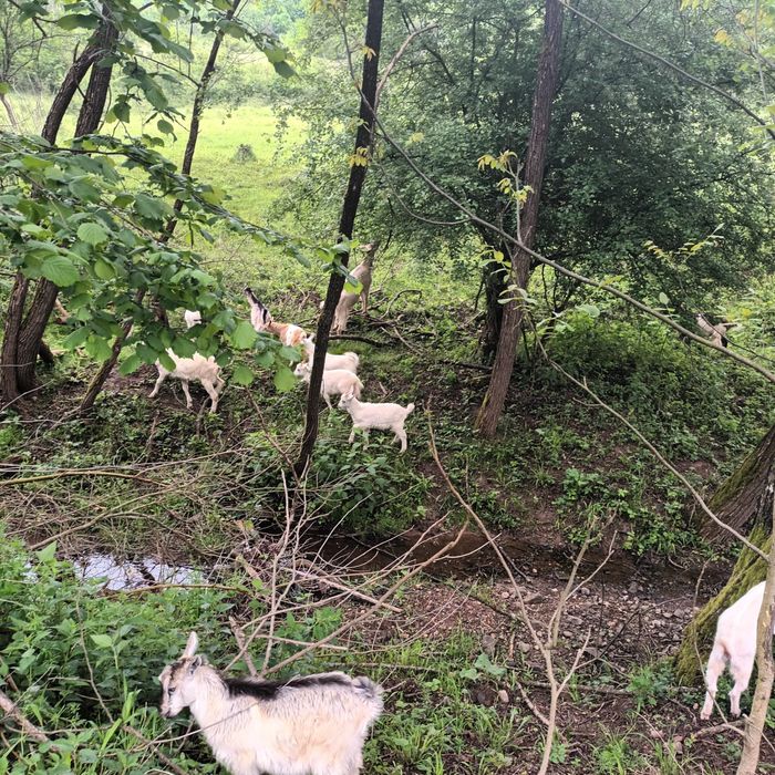 Animale de vanzare
