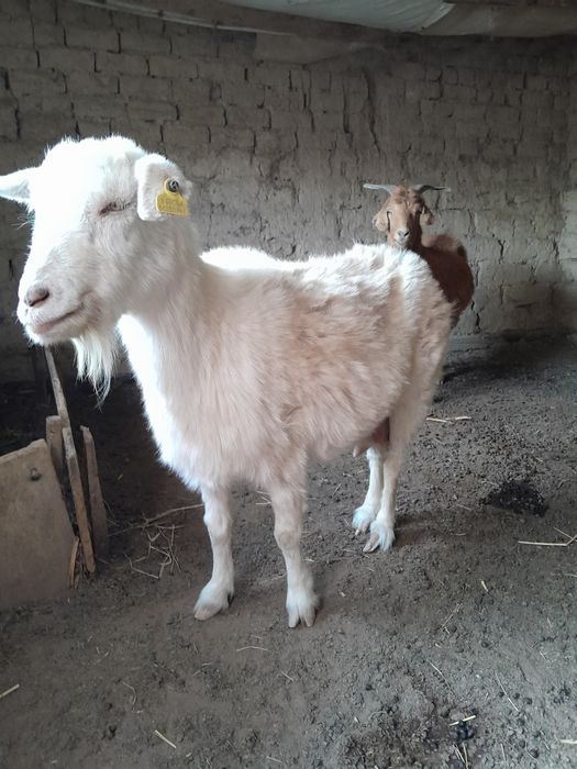 Ешкілер сатылады.