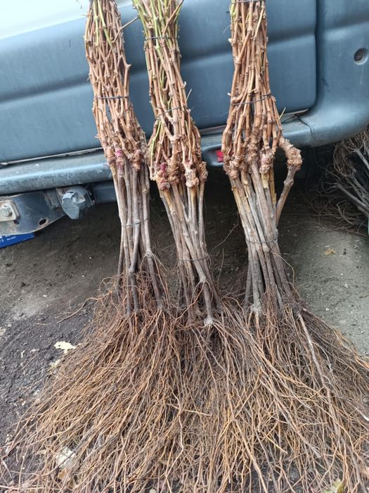 Butasi vita de vie anul 2 si 3