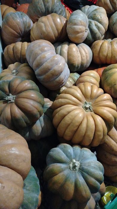 Продам домашнюю тыкву