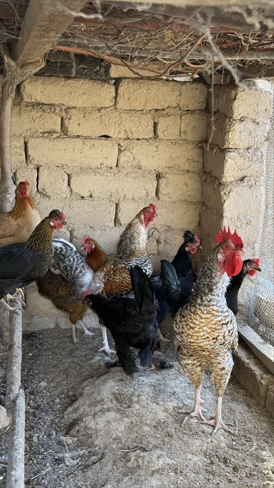 Хурозлар Сотилади Соглом