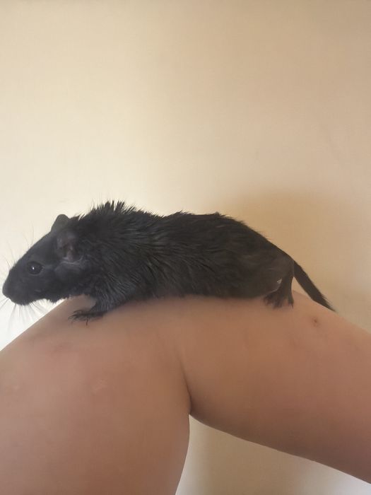 Vând veveriță Degu
