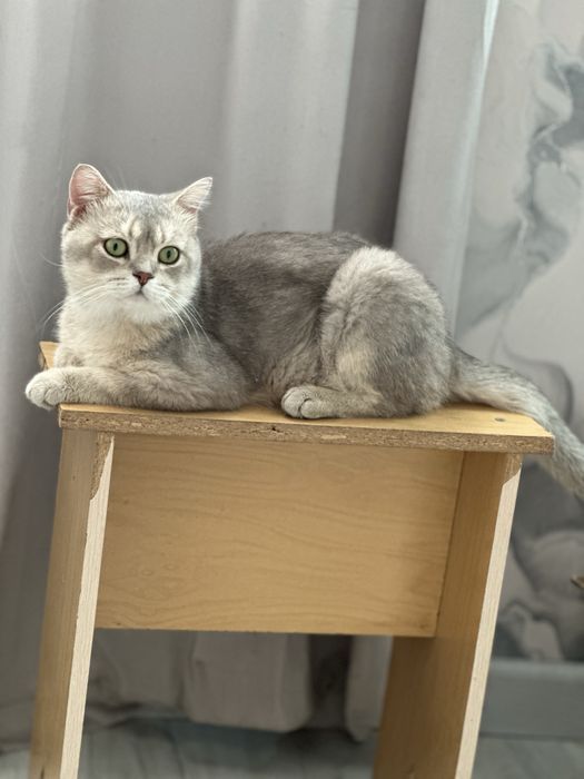 Голубая шиншилла на вязку