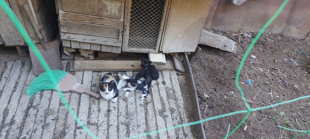 Подарявам Котета малки бебешоци