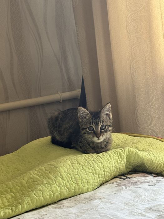 Отдам котенка в добрые руки