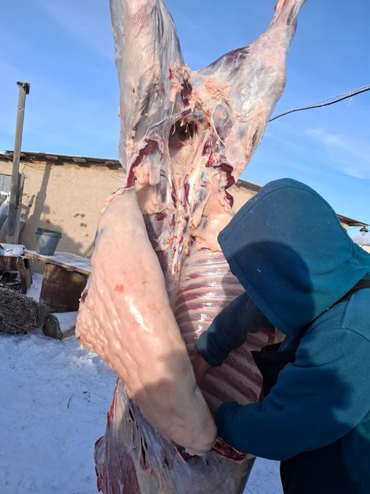 Жылқы етті сатылады