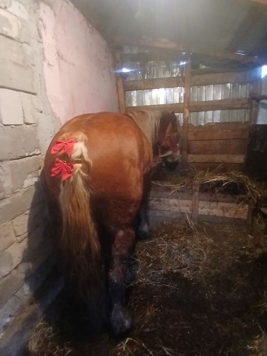 Mânz de 3 ani de vânzare