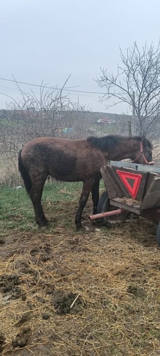Vand manz 10 luni este din cai buni sau schimb pe o iapa
