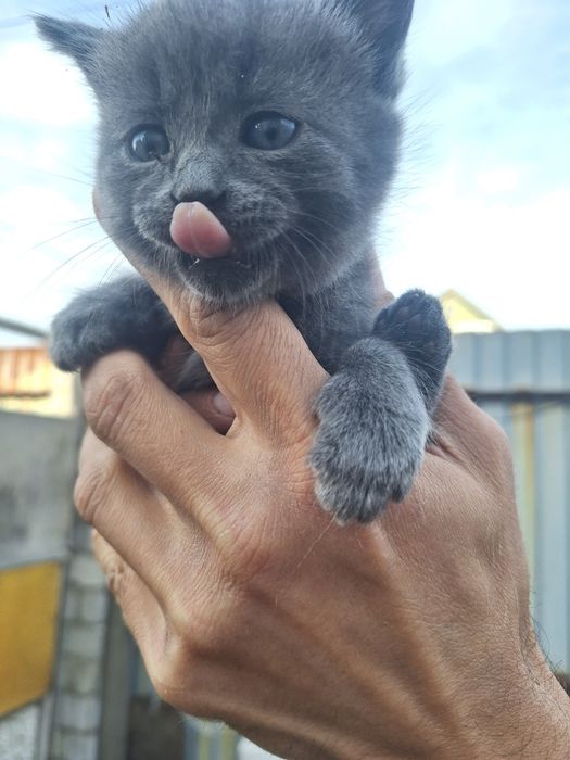 Продам котят  хорошие руки