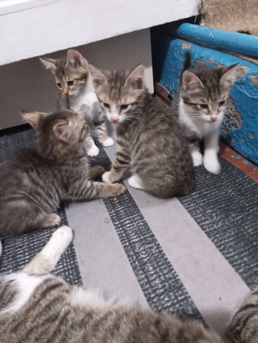 Бесплатно отдам котят