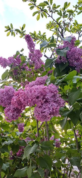 Сирень для букетов