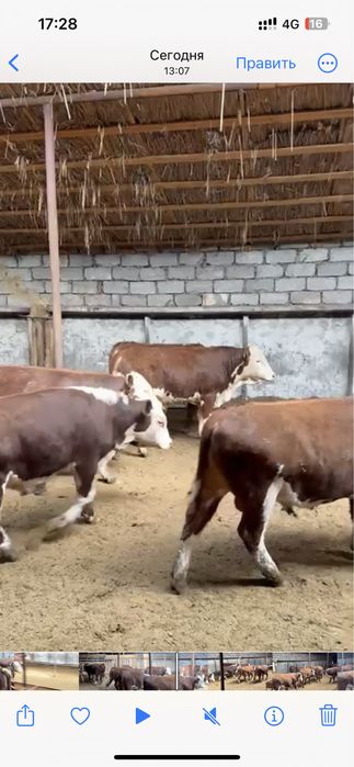 Племенной бука 2 категория