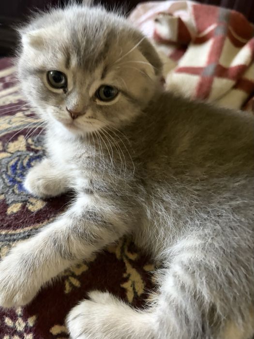 Вислоухая кошка скотиш фолд и Страйт