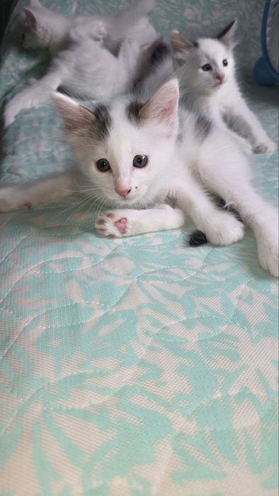 Котята на продажу.