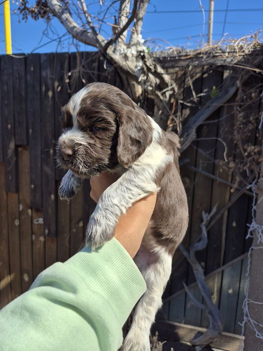 Мальчик спаниель пегий