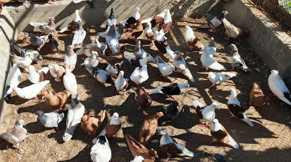 Бакинские голуби