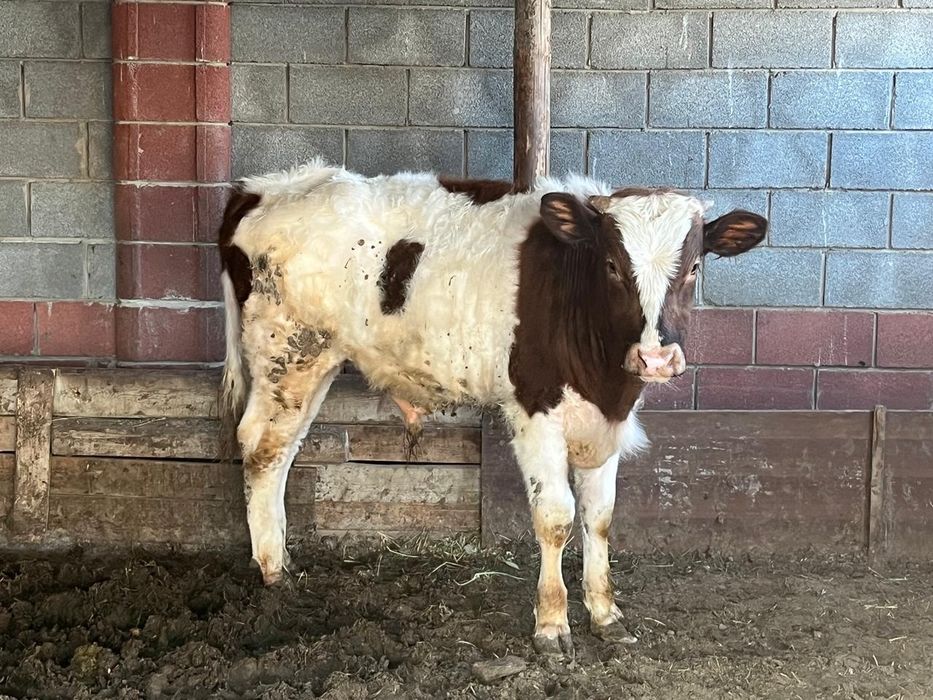 Басбақтар сатылады