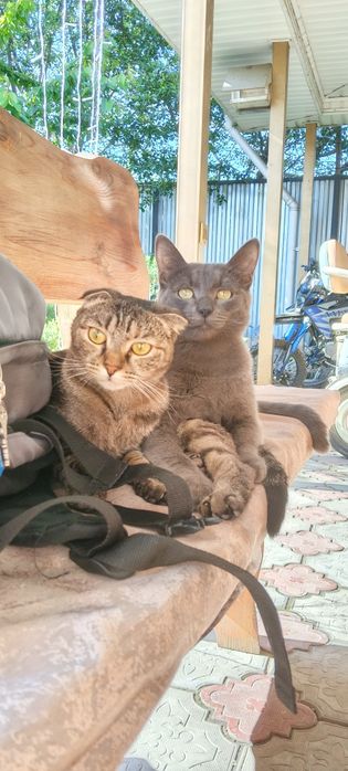 Отдаем кота в добрые руки