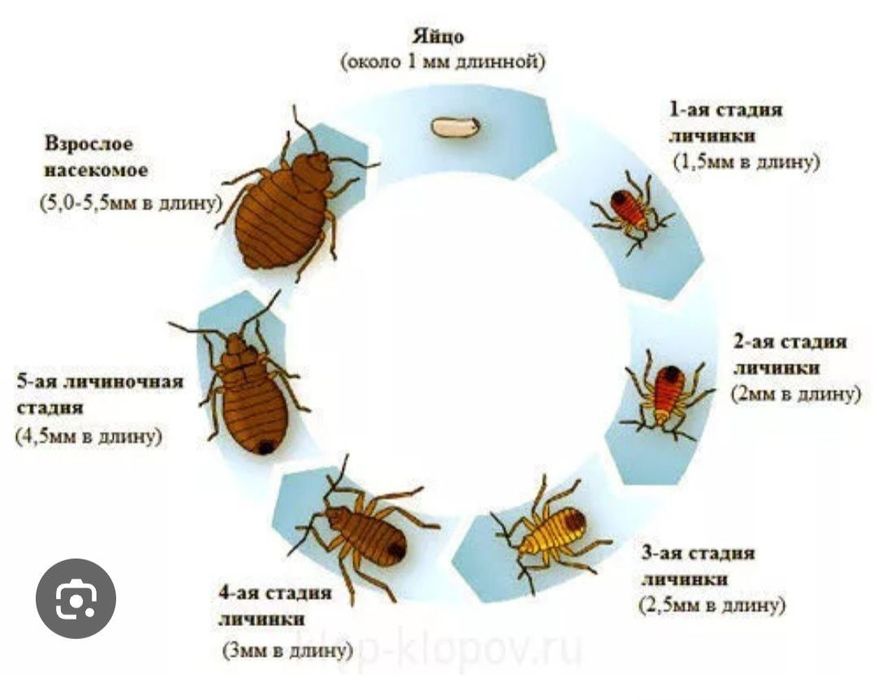 Klapa dori клапа Дори таракан дори