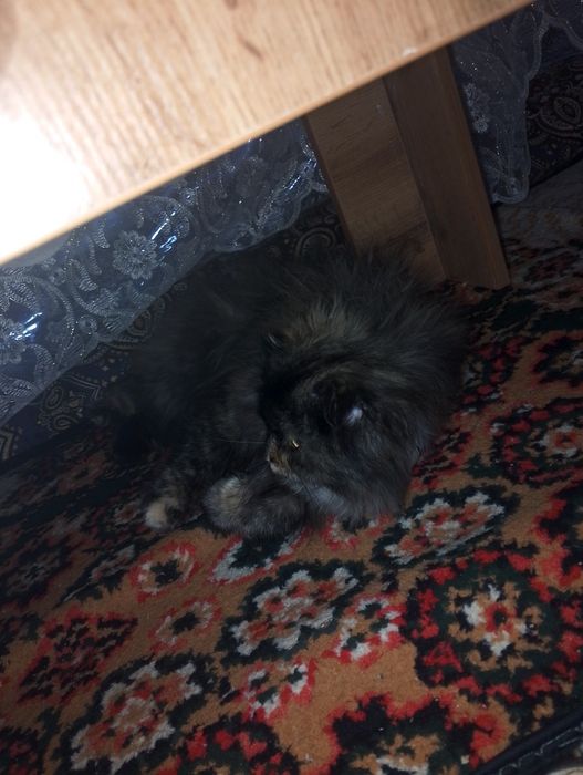 Пушистый скотч фолд сотилади киз бола 6 ойлик