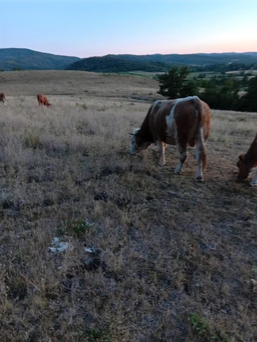 Taur mare de vanzare