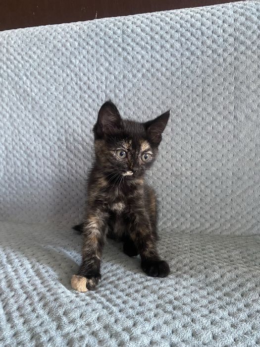 Котенок девочка в добрые руки