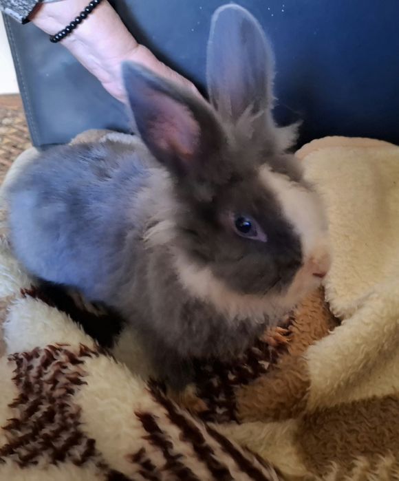 Pui iepure/iepuras Cap de Leu